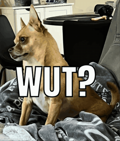 Chihuahua Laying On Blanket Saying Wut GIF