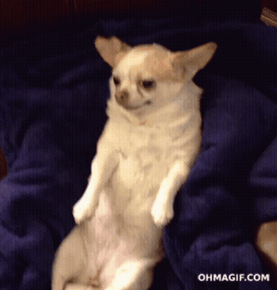 Chihuahua Laying On Blue Blanket Ohmagif