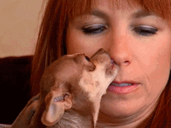Chihuahua Licking Owner's Nose GIF