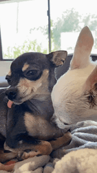 Chihuahua Love Lick GIF