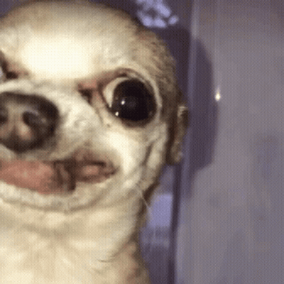 Chihuahua Making Funny Face At Camera GIF