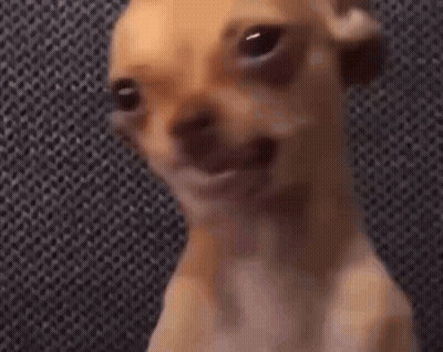 Chihuahua Making Funny Face With Mouth Open GIF
