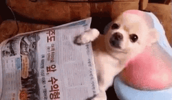 Chihuahua Massage Head GIF