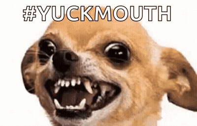 Chihuahua Open Mouth Yuckmouth GIF