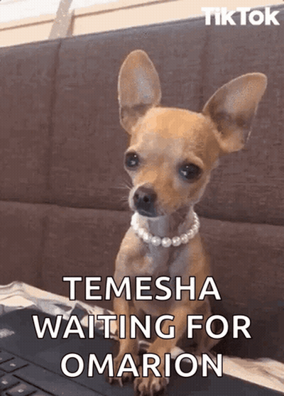 Chihuahua Pearl Necklace Laptop Saying Temesha Waiting For Omarion GIF