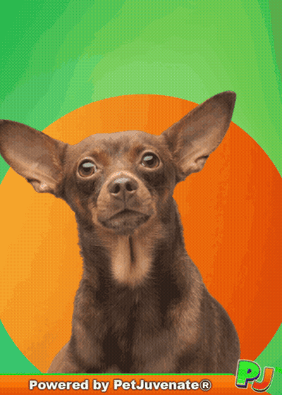 Chihuahua Powered By Petjuvenate GIF