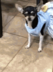 Chihuahua Prom Dress GIF
