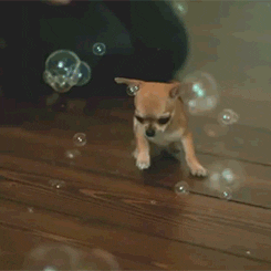 Chihuahua Running Over Bubble  GIF