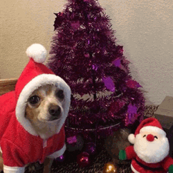 Chihuahua Santa Claus GIF