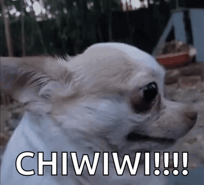 Chihuahua Saying Chiwiwi GIF