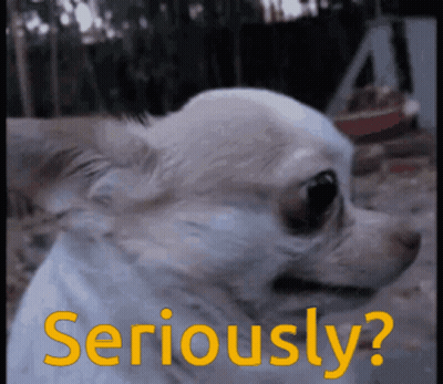 Chihuahua Saying Seriously In Yellow GIF