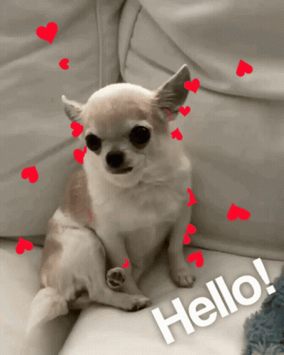 Chihuahua Sitting On Couch With Hearts Saying Hello GIF