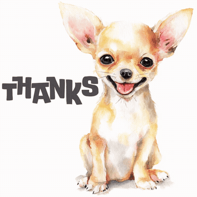 Chihuahua Sitting Tongue Out Thanks GIF