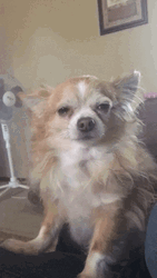 Chihuahua Sleepy Eyes GIF