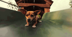 Chihuahua Sliding Down GIF