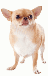 Chihuahua Spinning Head GIF