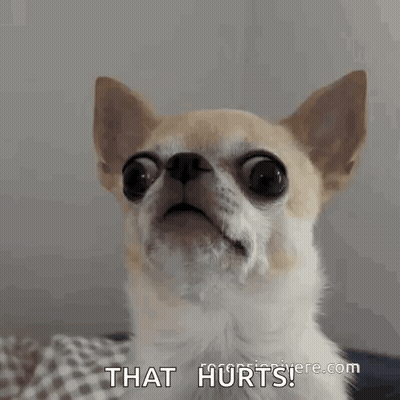 Chihuahua That Hurts GIF