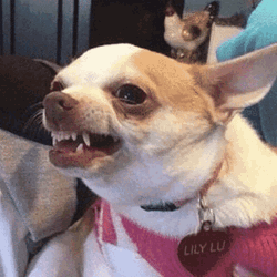 Chihuahua Two Moods GIF