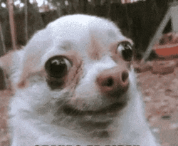 Chihuahua Weird Face Funny Animal  GIF