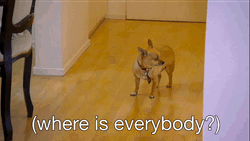Chihuahua Where Is Everybody GIF
