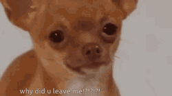 Chihuahua Why You Leave GIF