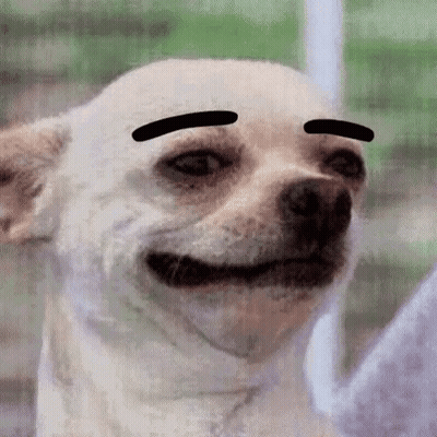 Chihuahua With Black Eyebrows GIF