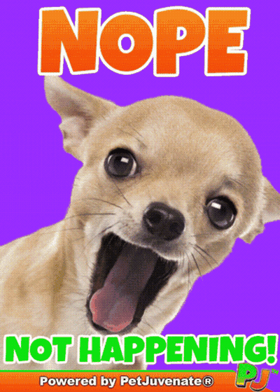 Chihuahua With Mouth Open Nope Not Happening GIF