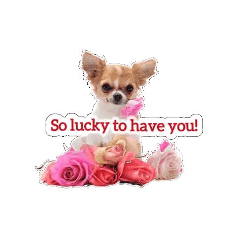 Chihuahua With Pink Roses Sticker So Lucky To Have You Sticker