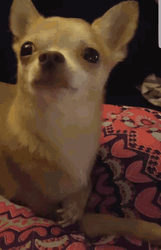 Chihuahua Yawn GIF