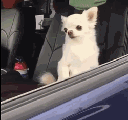 Chihuahuas In The Morning GIF