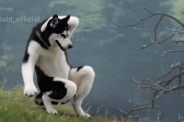 Chikiri Chikiri Husky Version GIF