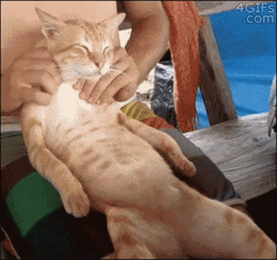 Chill Calm Orange Cat Massage GIF