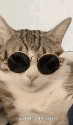 Chill Cat Vibing Wearing Glasses GIF