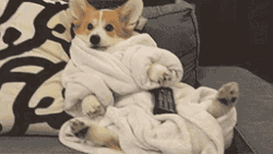 Chill Corgi Dog GIF