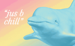 Chill Cute Aesthetic Pastel Dolphin GIF