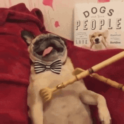 Chill Dog Body Scratch Goofy Meme GIF