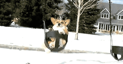 Chill Dog Swing Winter Snow GIF