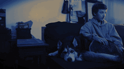 Chill Husky Enjoying A Relaxing Pat GIF