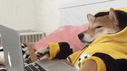 Chill Watching Dog Meme GIF