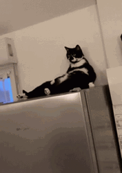 Chilling Bicolor El Gato Meme GIF