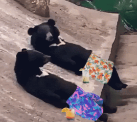 Chilling Black Bear Waving GIF