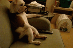 Chilling Bulldog Dog In Couch  GIF