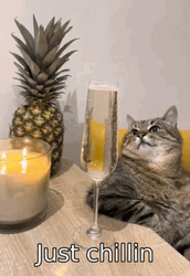 Chilling Cat With Champagne GIF