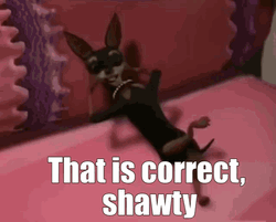 Chilling Cute Dog That Is Correct GIF