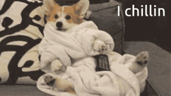 Chilling Dog Watching Tv GIF