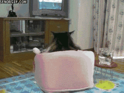 Chilling Fat Cat Watching Television GIF