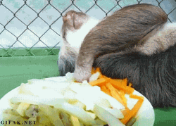 Chilling Hungry Sloth GIF