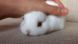 Chilling Pet Bunny GIF