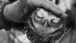Chilling Small Owl Getting Pats GIF