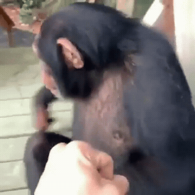 Chimpanzee Being Petted GIF